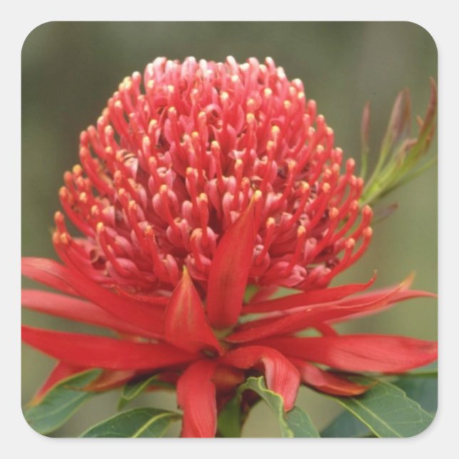 Waratah in bloom, Australia flowers Square Sticker (Front)