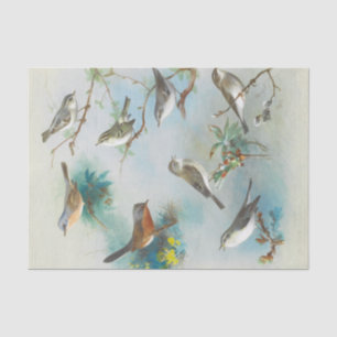 Warbler and Wrens,  Tissue Paper