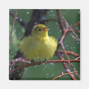 Warbler Magnet