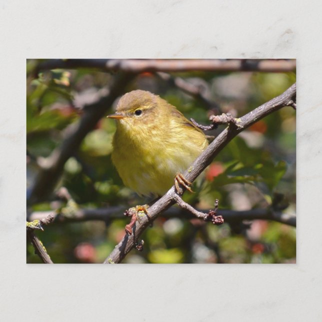 Warbler Postcard (Front)