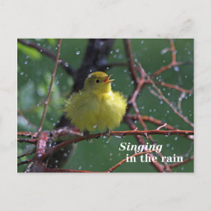 Warbler Postcard