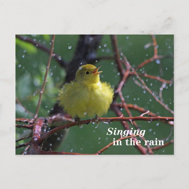 Warbler Postcard (Front)