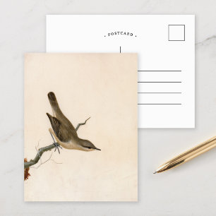 Warbler Reed Wren   William Lewin Postcard