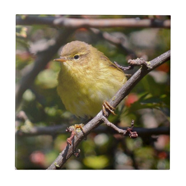 Warbler Tile/Trivet Tile (Front)