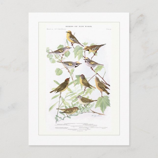 Warblers Postcard (Front)