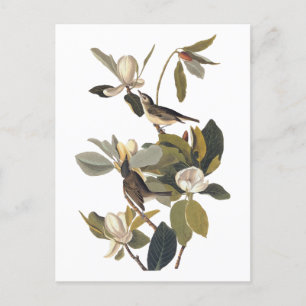 Warbling Flycatcher Kingbirds Vintage Audubon art Postcard