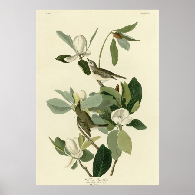 Warbling Flycatcher Poster (Front)