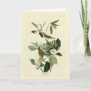 Warbling Flycatcher Vireo Audubon Birds of America Card