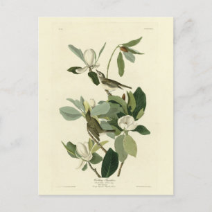 Warbling Flycatcher Vireo Audubon Birds of America Postcard