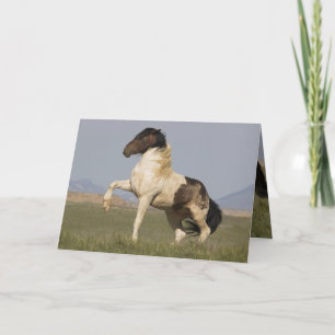 Warbonnet's Challenge Wild Horse Greeting Card