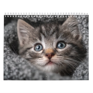 Warm Aesthetic Animal Cozy Cat Photography Wall Calendar