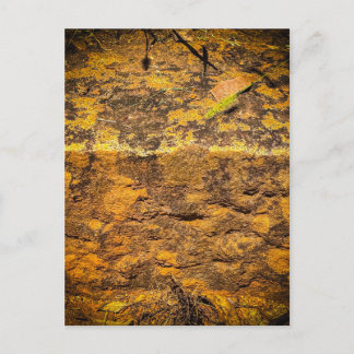 Warm Mossy Rock Texture Postcard