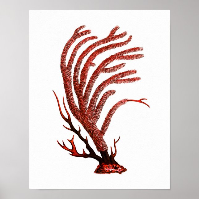 Warm Red Sea Coral no.2 Beach Wall Art Print (Front)