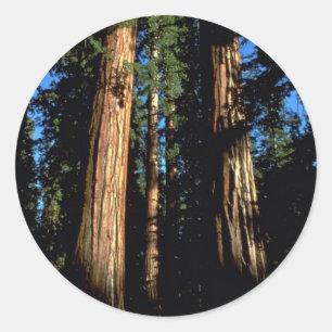 Warm redwoods classic round sticker