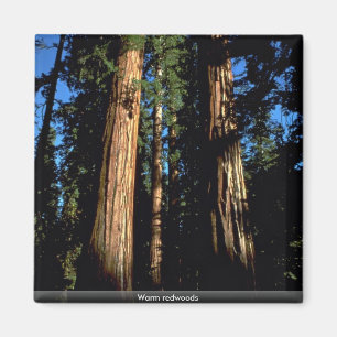 Warm redwoods magnet