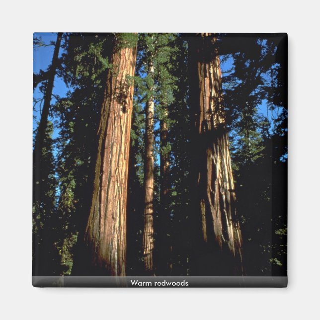 Warm redwoods magnet (Front)