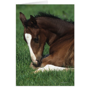 Warmblood Foal Laying Down