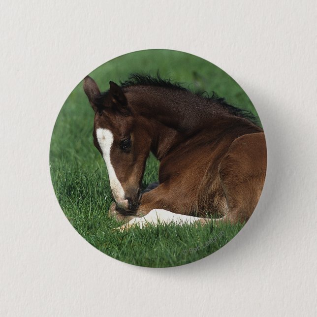 Warmblood Foal Laying Down 6 Cm Round Badge (Front)