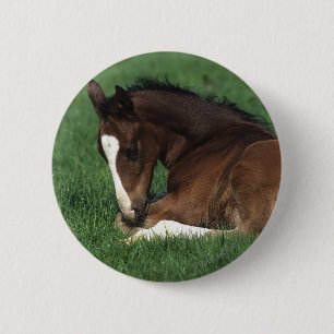 Warmblood Foal Laying Down 6 Cm Round Badge