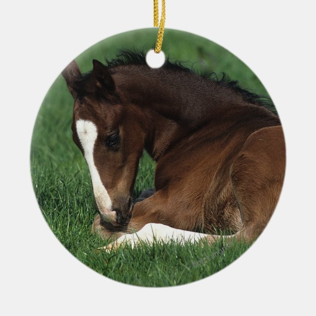 Warmblood Foal Laying Down Ceramic Tree Decoration (Front)