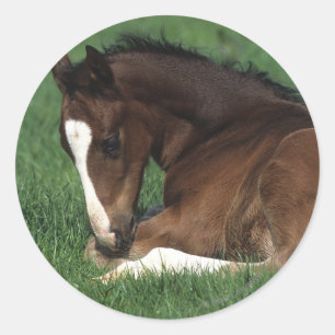 Warmblood Foal Laying Down Classic Round Sticker