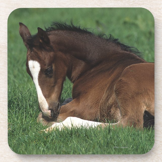 Warmblood Foal Laying Down Coaster (Front)