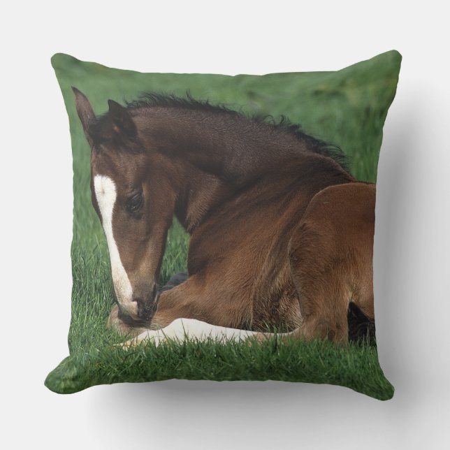 Warmblood Foal Laying Down Cushion (Front)