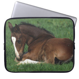 Warmblood Foal Laying Down Laptop Sleeve