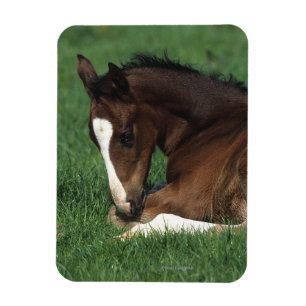Warmblood Foal Laying Down Magnet
