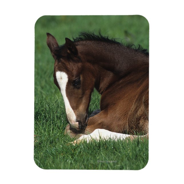 Warmblood Foal Laying Down Magnet (Vertical)