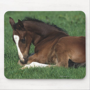 Warmblood Foal Laying Down Mouse Mat