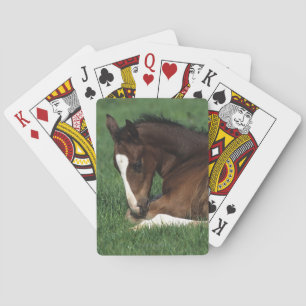 Warmblood Foal Laying Down Playing Cards