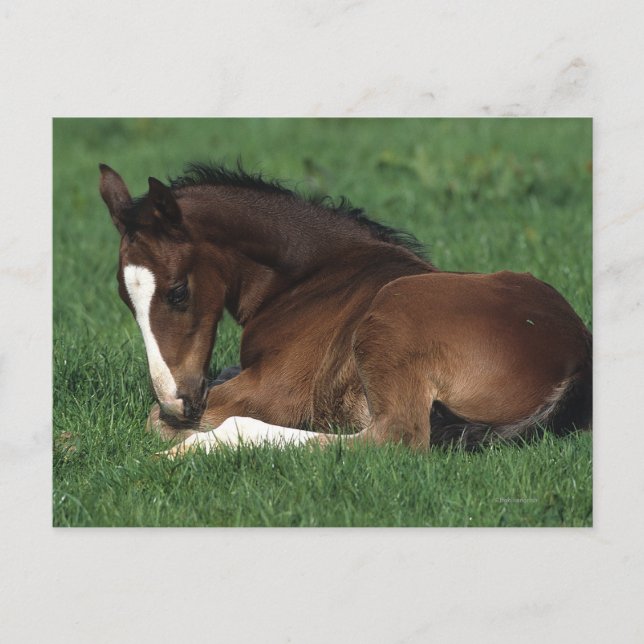 Warmblood Foal Laying Down Postcard (Front)