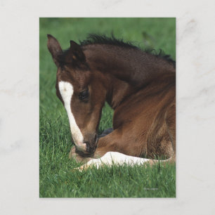 Warmblood Foal Laying Down Postcard