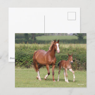 Warmblood Mare and Foal Walking Together Postcard
