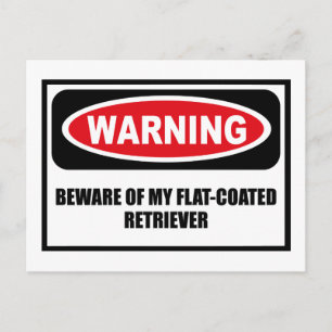 Warning BEWARE OF MY FLAT-COATED RETRIEVER Postcar Postcard