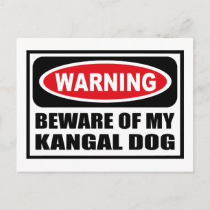 Warning BEWARE OF MY KANGAL DOG Postcard