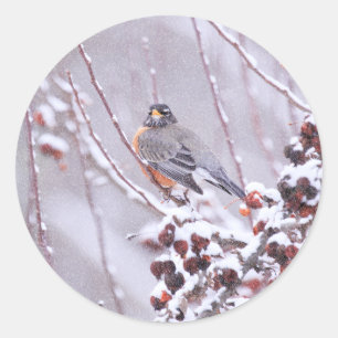Warrior American Robin In Winter Classic Round Sticker