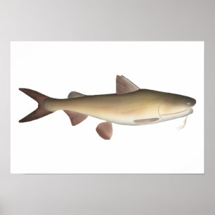 Warrior Catfish Poster