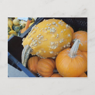 Warted Pumpkin Postcard