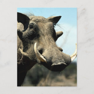 Warthog Close-Up Postcard