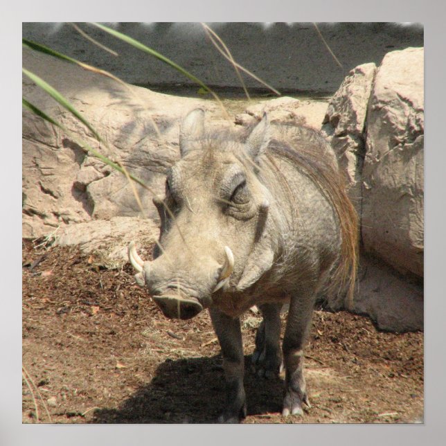 Warthog Poster (Front)