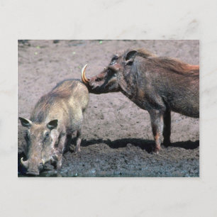 Warthogs - Boar (right) And Sow (left) Postcard
