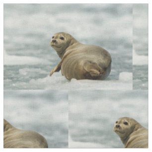 Wary Seal Fabric