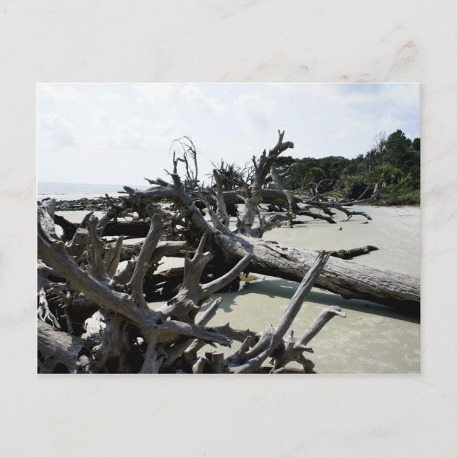 Washed Ashore Postcard (Front)