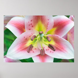 Washington, Bellevue, Lily Poster