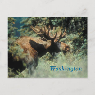 Washington bull moose postcard