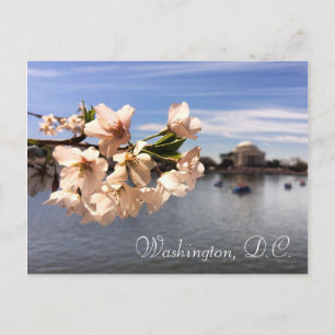 Washington, D.C. Cherry Blossom postcard