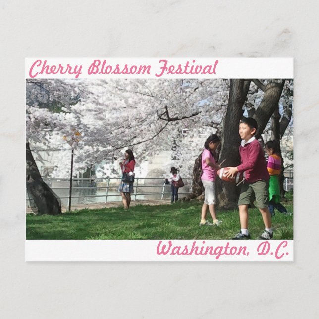 Washington, D.C. Cherry Blossom postcard (Front)