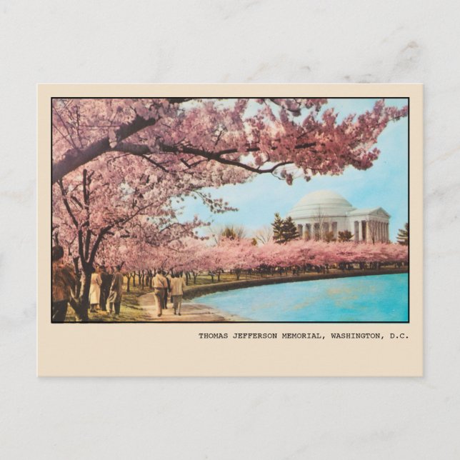 Washington DC Jefferson Memorial Cherry Blossoms Postcard (Front)